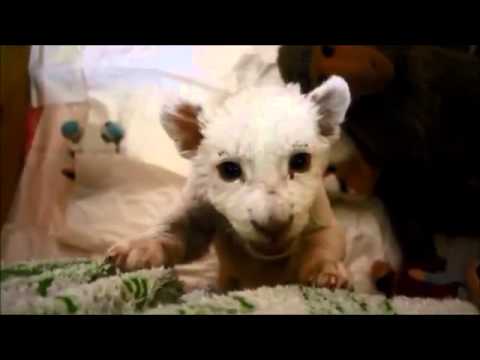 ბოკვერი ამოსვლას ცდილობს - Whit lion cub trying to move out